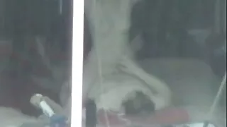 শৃঙ্গাকার বন্ধু বড়  ...